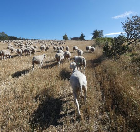 Transhumance brebis Mont Lozère